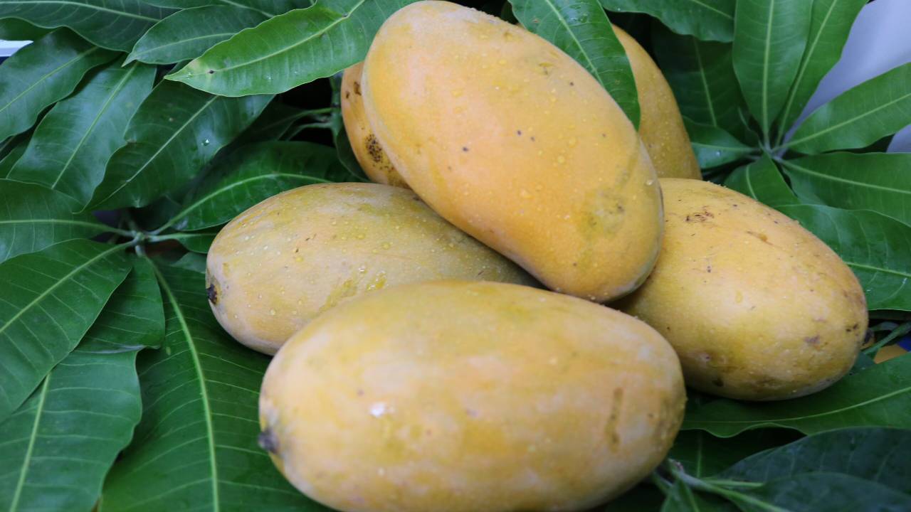 Mango Production Countries: ವಿಶ್ವದೆಲ್ಲೆಡೆ ಹರಡಿದೆ ಭಾರತದ ಮಾವಿನ ಘಮ; ಉತ್ಪಾದನೆಯಲ್ಲಿಯೂ ನಾವೇ ನಂ. 1 - Image 6
