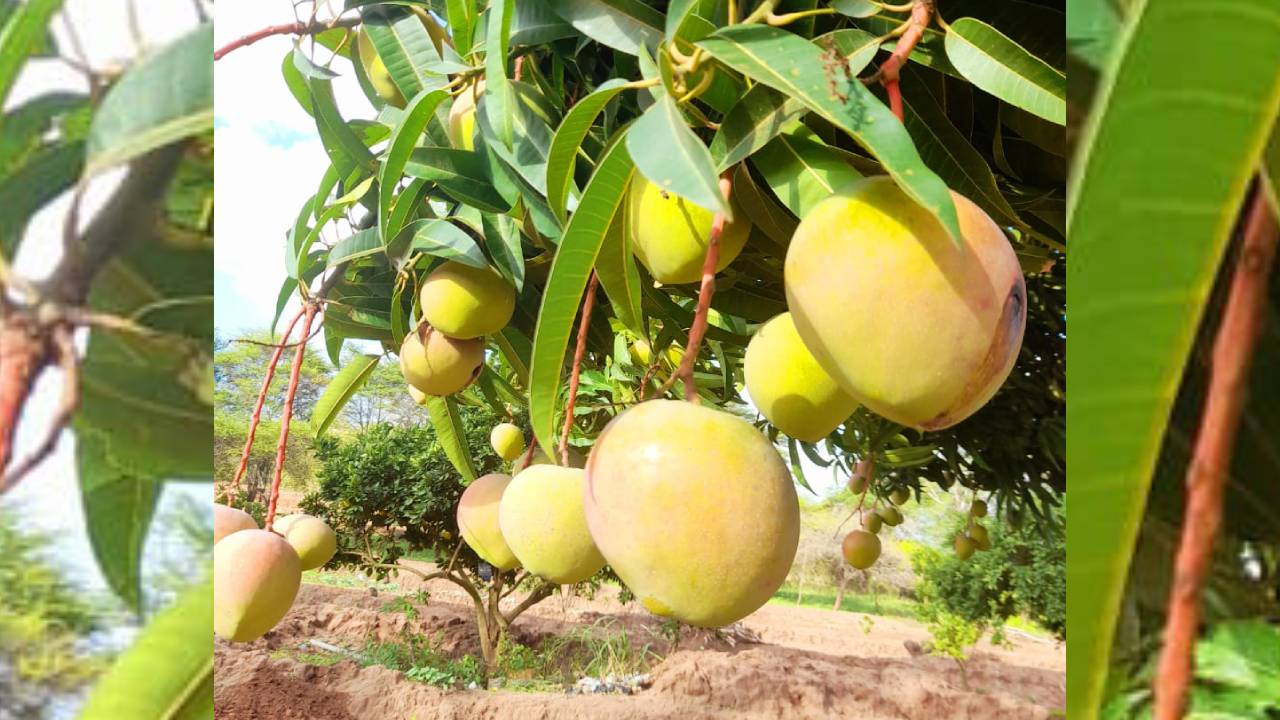Mango, tomato sales: ಮಾವು, ಟೊಮೇಟೊ ಮಾರಾಟಕ್ಕೆ ವ್ಯವಸ್ಥೆ ಮಾಡಲು ವಿಶೇಷ ಸಮಿತಿ ರಚನೆಗೆ ಸರ್ಕಾರ ಆದೇಶ
