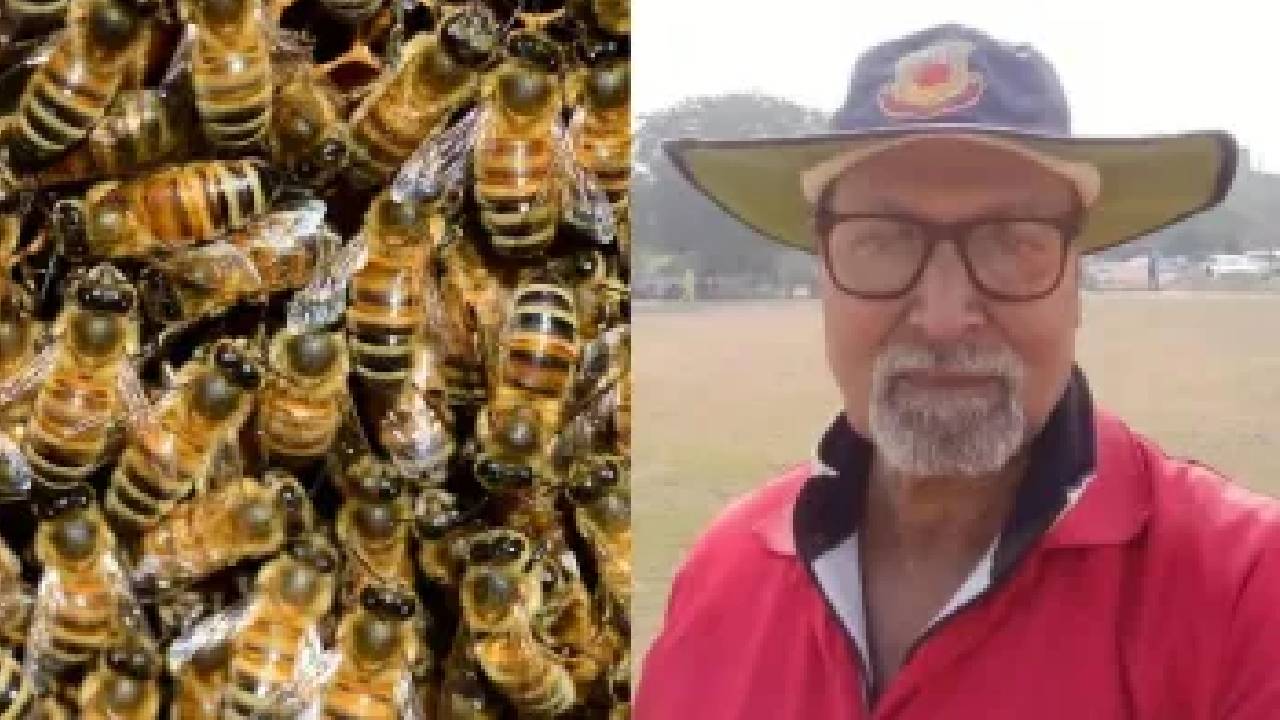 ಕಾನ್ಪುರ ಕ್ರಿಕೆಟ್ ಪಂದ್ಯ ನಡುವೆ ಜೇನುನೊಣ ದಾಳಿ; ಅಂಪೈರ್ ಸಾವು