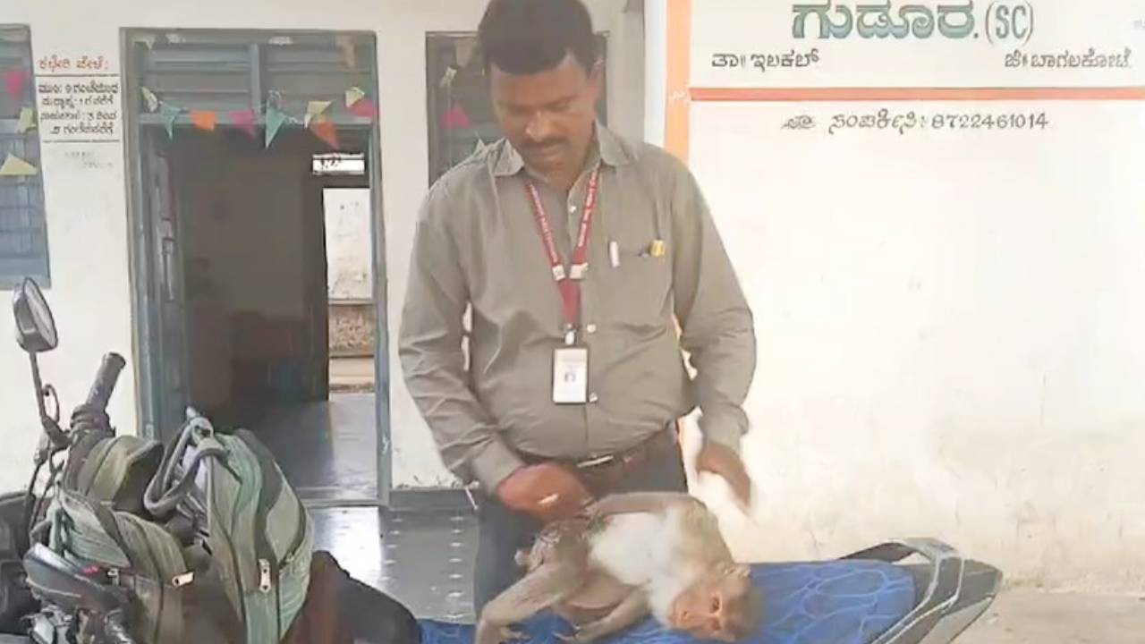 Bagalkot News: ಡಾಕ್ಟ್ರೇ ಇಲ್ಲಿ ನೋವಿದೆ; ತಾನಾಗಿಯೇ ಪಶು ಆಸ್ಪತ್ರೆಗೆ ಹೋಗಿ ಚಿಕಿತ್ಸೆ ಪಡೆದ ಕೋತಿ!