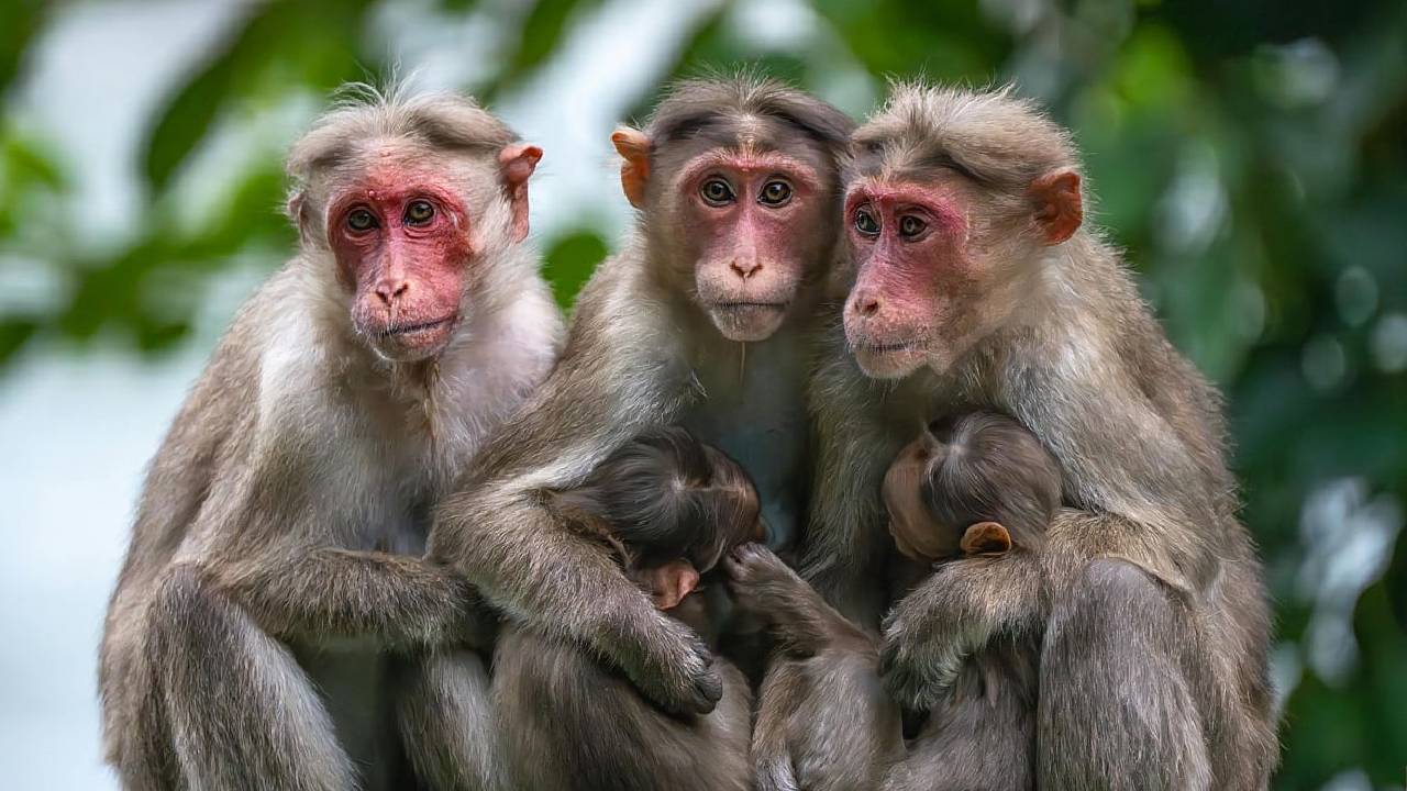 20 ದಿನಗಳ ನವಜಾತ ಶಿಶುವನ್ನು ಕಾಪಾಡಿದ ಡೈಪರ್‌