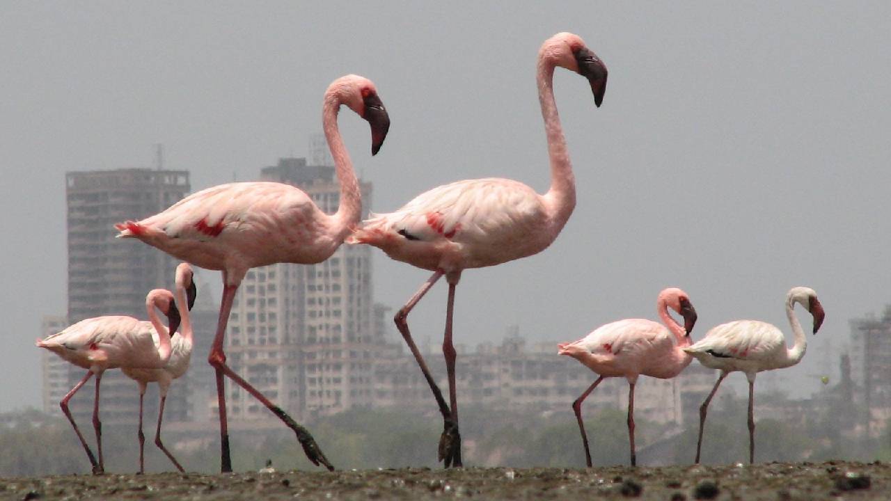 Flamingoes: ಮನಮೋಹಕ ಫ್ಲೆಮಿಂಗೊ ನೋಡಲು ಭಾರತದ ಈ ತಾಣಗಳಿಗೆ ಭೇಟಿ ನೀಡಿ - Image 3