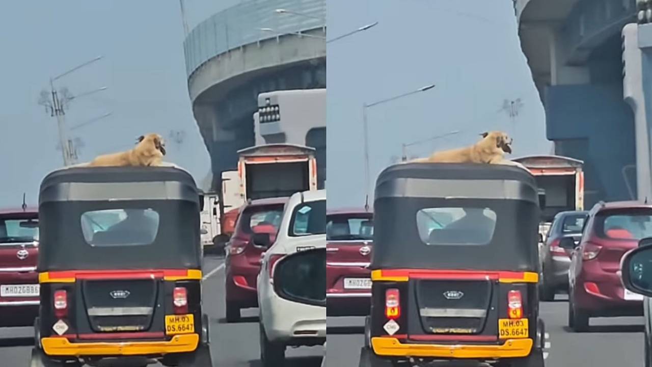 ವೇಗವಾಗಿ ಚಲಿಸುವ ರಿಕ್ಷಾದ ಟಾಪ್ ಮೇಲೆ ಕುಳಿತ ಬೀದಿನಾಯಿ: ವಿಡಿಯೊ ವೈರಲ್!