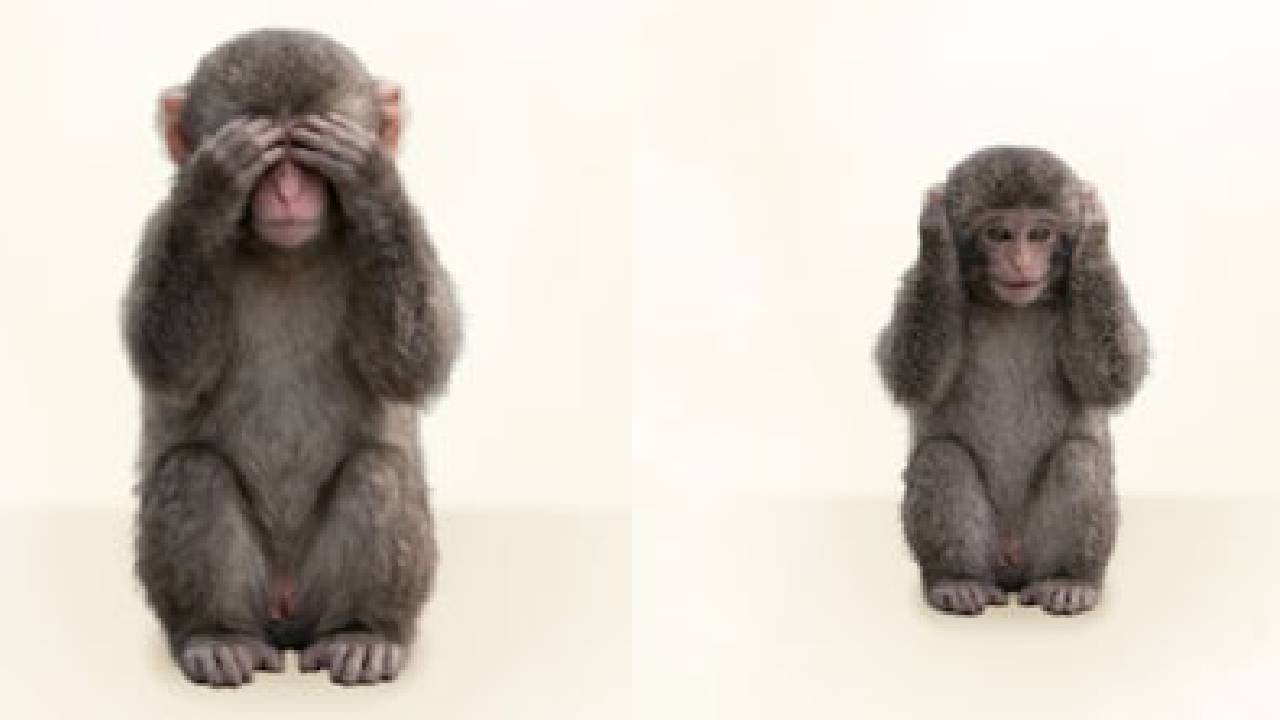 ಬೇಬಿ ಮಂಕಿ 'ಪಂಚ್'ನಿಂದ ಸಾರ್ವಜನಿಕ ಜಾಗೃತಿ