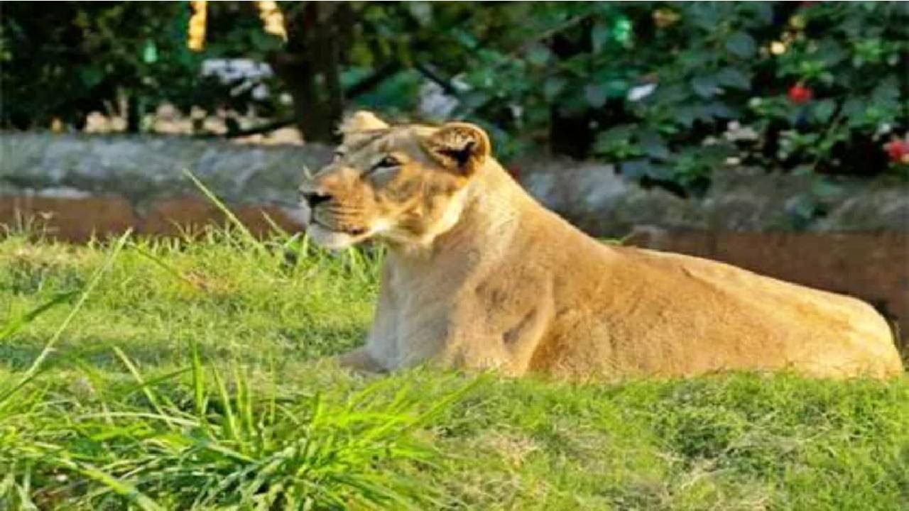 ಮೈಸೂರು ಮೃಗಾಲಯದ ಸಿಂಹಿಣಿ ರಕ್ಷಿತಾ ಸಾವು