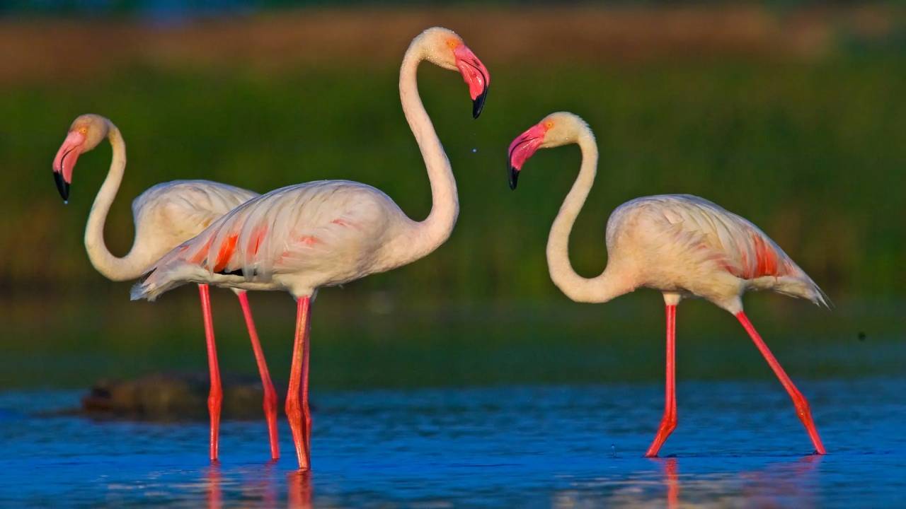 Flamingoes: ಮನಮೋಹಕ ಫ್ಲೆಮಿಂಗೊ ನೋಡಲು ಭಾರತದ ಈ ತಾಣಗಳಿಗೆ ಭೇಟಿ ನೀಡಿ - Image 8