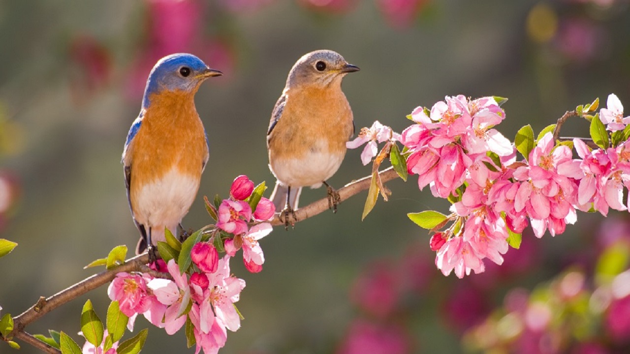 National Bird Day: ಆಕಾಶದ ಅತಿಥಿಗಳ ರಕ್ಷಿಸೋಣ