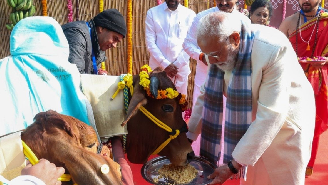 ಗೋವುಗಳಿಗೆ ಆಹಾರ ನೀಡಿ ಸಂಕ್ರಾತಿ ಆಚರಿಸಿದ ಪ್ರಧಾನಿ
