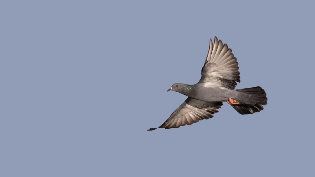 Vishweshwar Bhat Column: ಪಾರಿವಾಳಗಳ ರೇಸಿಂಗ್