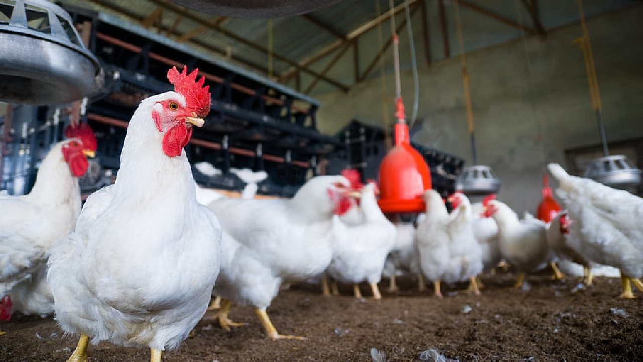 ರಾಜ್ಯದ ಕುಕ್ಕುಟೋದ್ಯಮಕ್ಕೆ ಭಾರಿ ಪೆಟ್ಟು