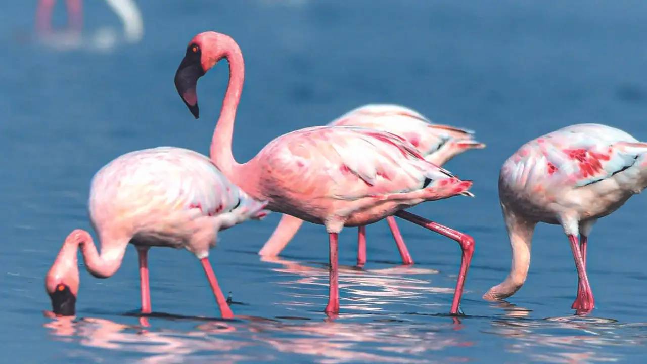 Flamingoes: ಮನಮೋಹಕ ಫ್ಲೆಮಿಂಗೊ ನೋಡಲು ಭಾರತದ ಈ ತಾಣಗಳಿಗೆ ಭೇಟಿ ನೀಡಿ - Image 5