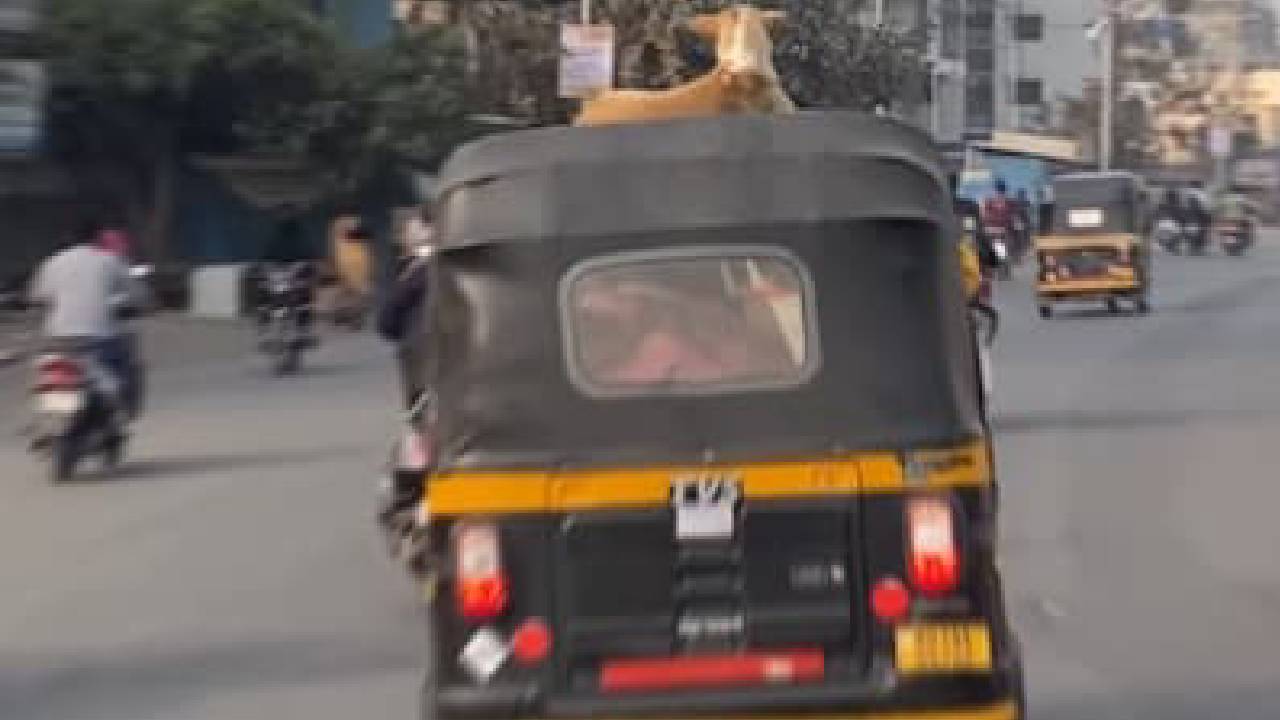 ಕಿಕ್ಕಿರಿದ ಟ್ರಾಫಿಕ್ ನಡುವೆ ಡೋಗೇಶ್ ಭಾಯ್ ದರ್ಬಾರ್: ಚಲಿಸುವ ಆಟೋ ಮೇಲೆ ರಾಜನಂತೆ ಸವಾರಿ!  ವಿಡಿಯೋ ನೋಡಿ