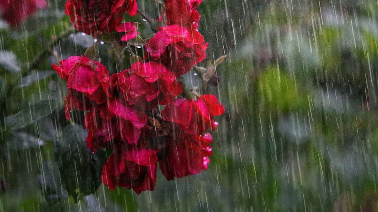 Karnataka Rains: ನಾಳೆ ಕರಾವಳಿ ಜಿಲ್ಲೆಗಳಿಗೆ ರೆಡ್‌ ಅಲರ್ಟ್; ಭಾರಿ ಮಳೆ ಸಾಧ್ಯತೆ!