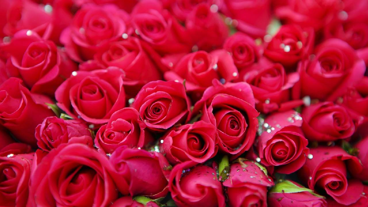 Valentines Week 2026: ರೋಸ್‌ ಡೇ ಕೊಡುಗೆಗೆ ಇಲ್ಲಿದೆ 5 ಸೂಪರ್‌ ಐಡಿಯಾ - Image 2