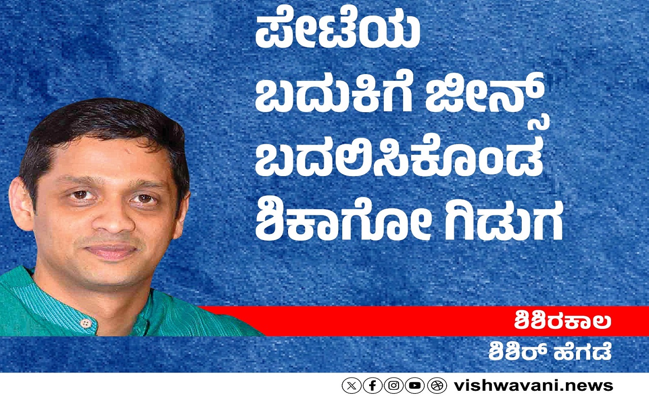 ಪೇಟೆಯ ಬದುಕಿಗೆ ಜೀನ್ಸ್‌ ಬದಲಿಸಿಕೊಂಡ ಶಿಕಾಗೋ ಗಿಡುಗ