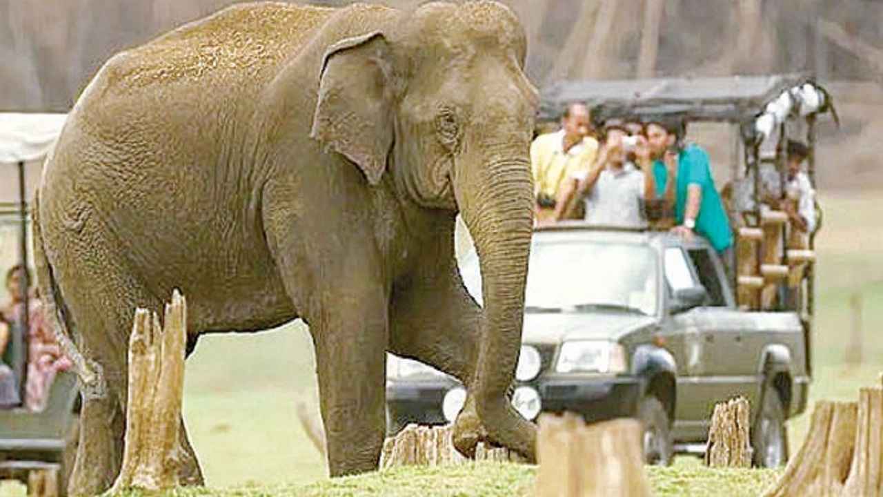 ಪ್ರವಾಸೋದ್ಯಮಕ್ಕೆ ಎರವಾದ ‌ʼಸಫಾರಿʼ ಬಂದ್