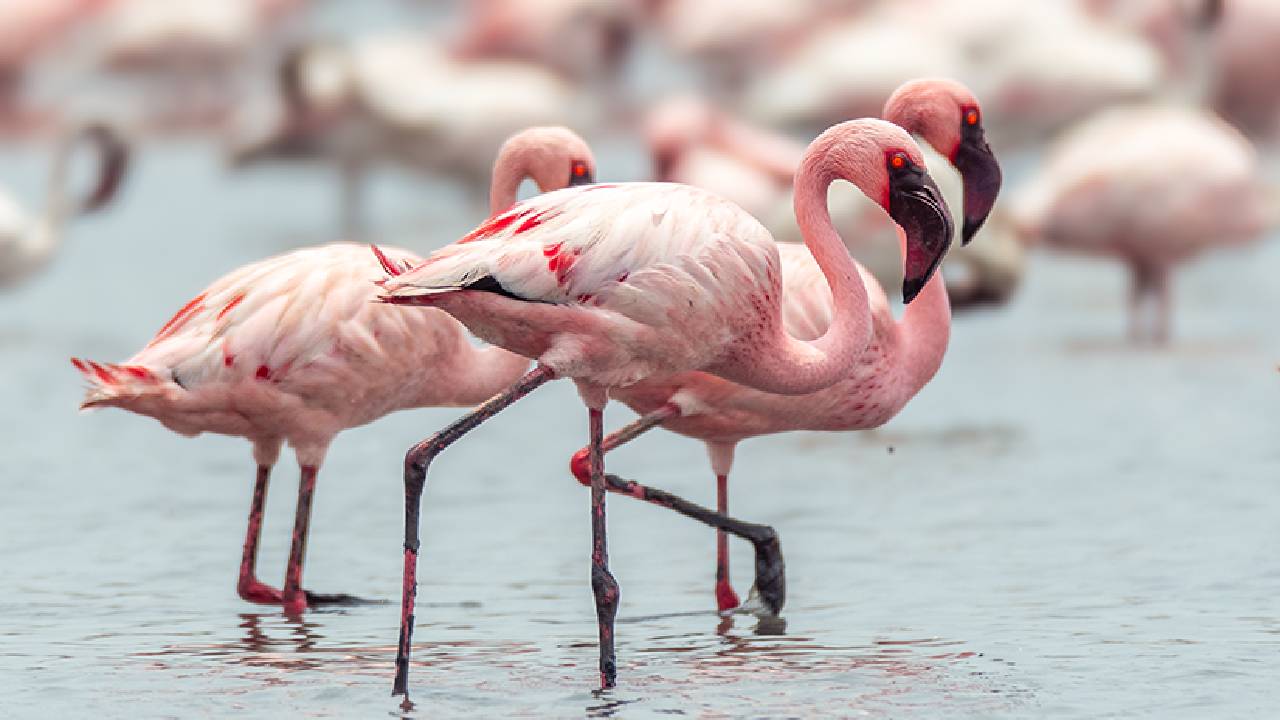 Flamingoes: ಮನಮೋಹಕ ಫ್ಲೆಮಿಂಗೊ ನೋಡಲು ಭಾರತದ ಈ ತಾಣಗಳಿಗೆ ಭೇಟಿ ನೀಡಿ - Image 4