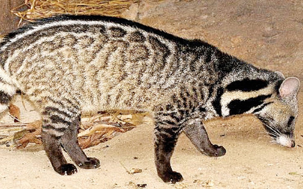 ಅದೃಶ್ಯ-ಅಗೋಚರ: ಸಂಪರ್ಕ ಮಾಧ್ಯಮ, ವಾಸನಾ ದ್ರವ್ಯಗಳು