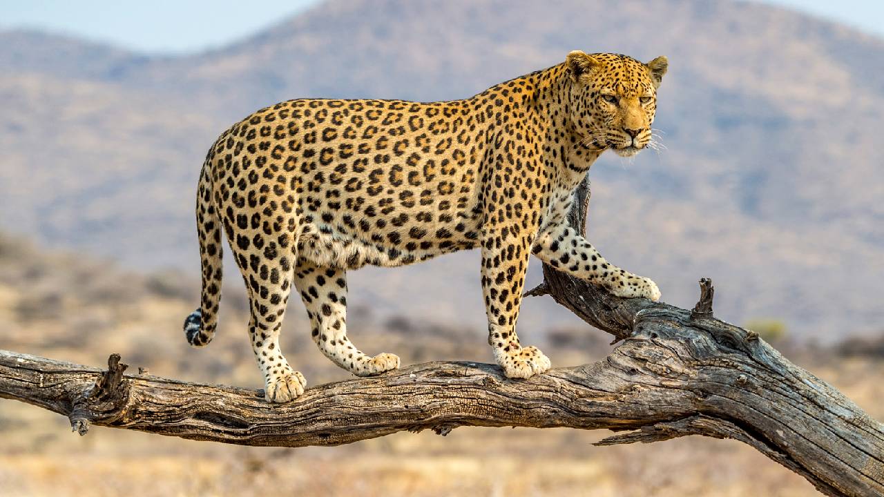 ಹುಷಾರಿಲ್ಲ ಚಿರತೆಗೆ ಎಂಆರ್‌ಐ ಸ್ಕ್ಯಾನಿಂಗ್‌