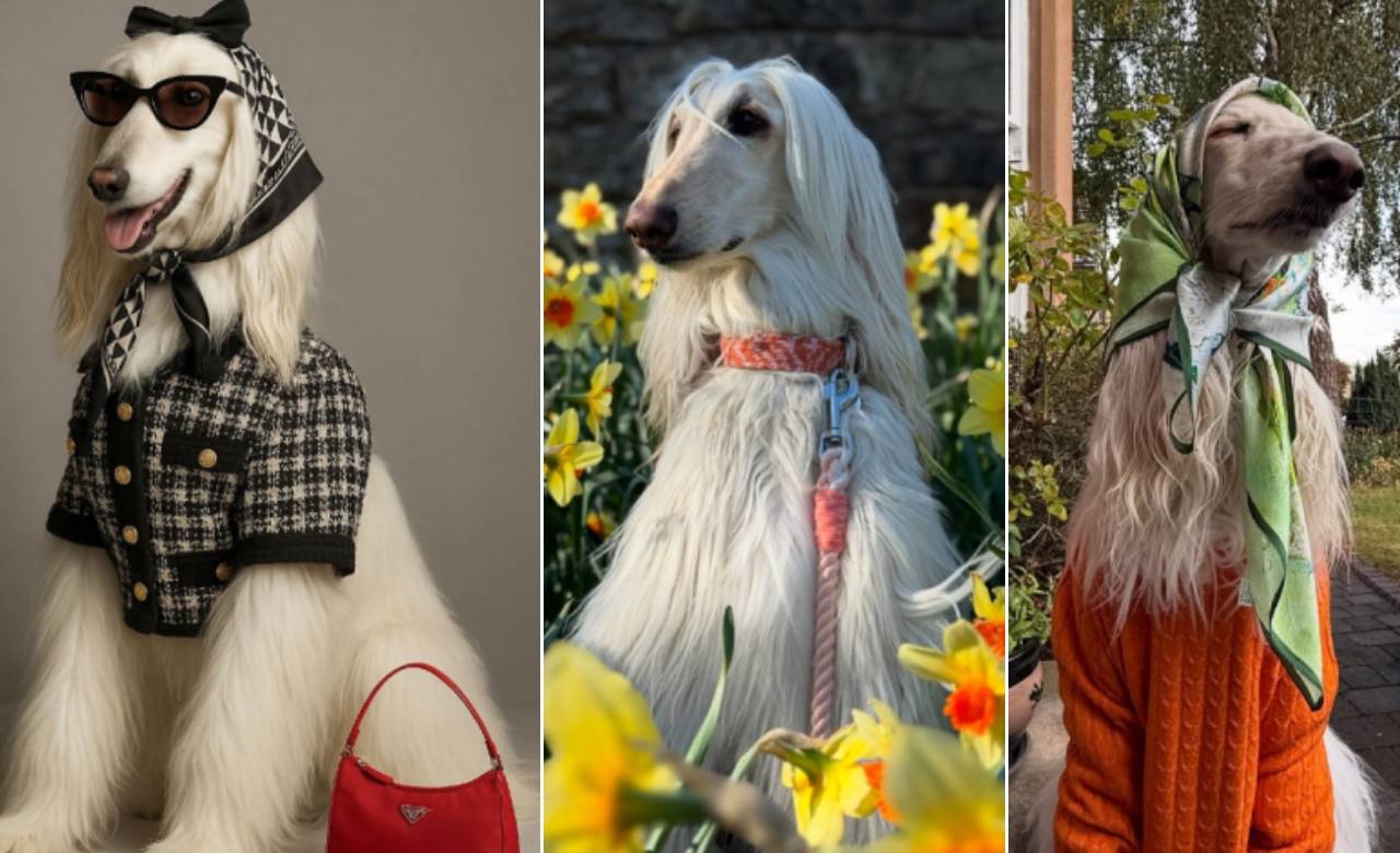 ಇದೇ ನೋಡಿ ಪ್ರಪಂಚದ ಅತ್ಯಂತ ಸ್ಟೈಲಿಶ್‌ ಡಾಗ್‌!