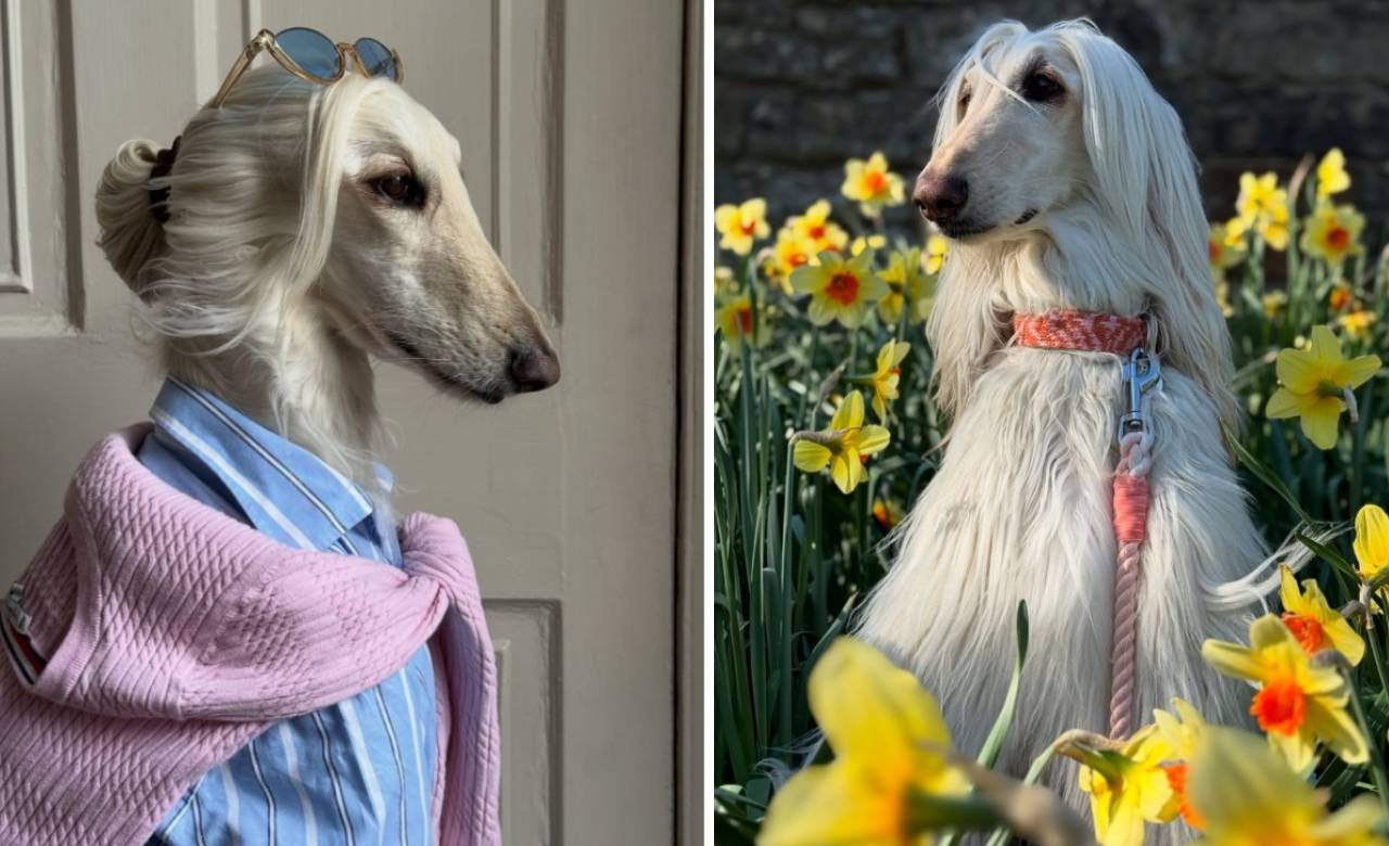 Star Dog 2025: ಇದೇ ನೋಡಿ ಪ್ರಪಂಚದ ಅತ್ಯಂತ ಸ್ಟೈಲಿಶ್‌ ಡಾಗ್‌! - Image 1