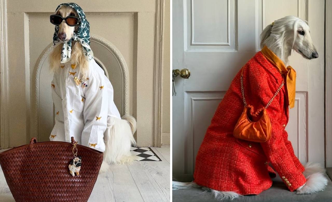 Star Dog 2025: ಇದೇ ನೋಡಿ ಪ್ರಪಂಚದ ಅತ್ಯಂತ ಸ್ಟೈಲಿಶ್‌ ಡಾಗ್‌! - Image 2