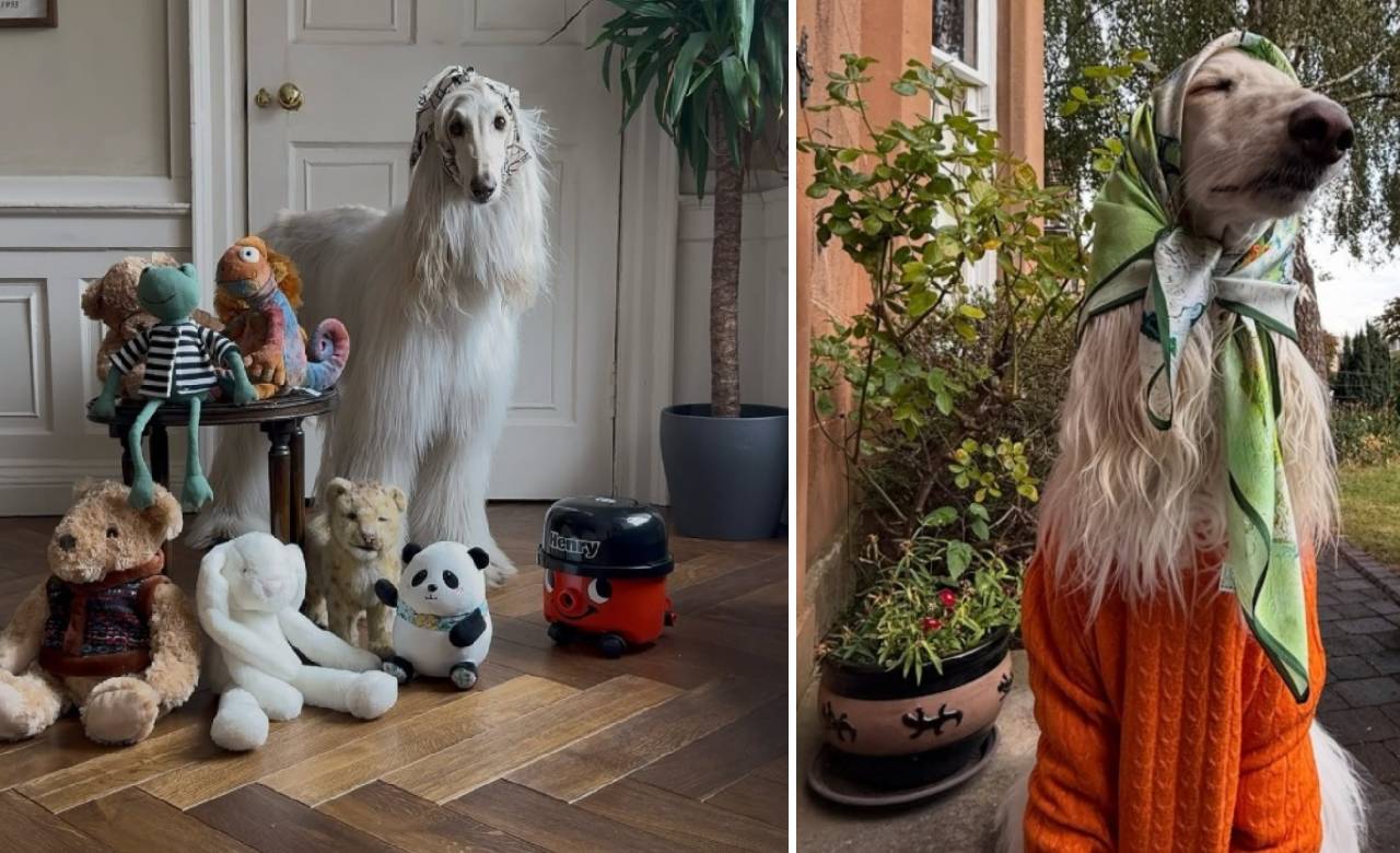 Star Dog 2025: ಇದೇ ನೋಡಿ ಪ್ರಪಂಚದ ಅತ್ಯಂತ ಸ್ಟೈಲಿಶ್‌ ಡಾಗ್‌! - Image 3