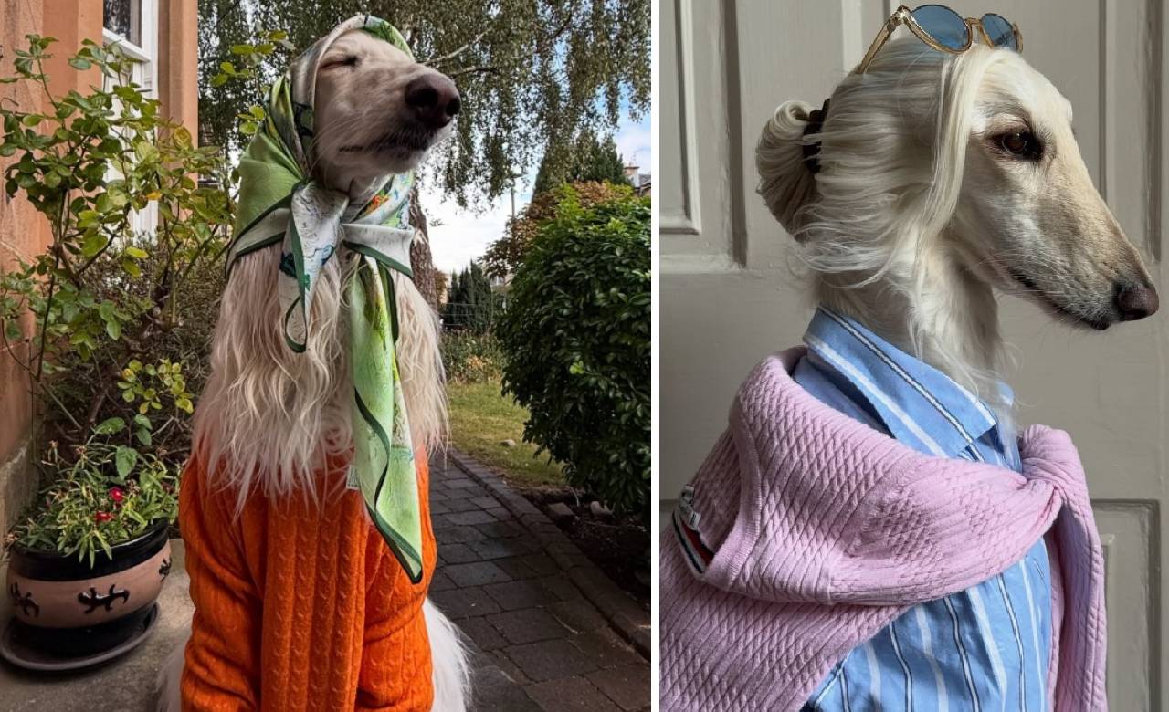 Star Dog 2025: ಇದೇ ನೋಡಿ ಪ್ರಪಂಚದ ಅತ್ಯಂತ ಸ್ಟೈಲಿಶ್‌ ಡಾಗ್‌! - Image 5