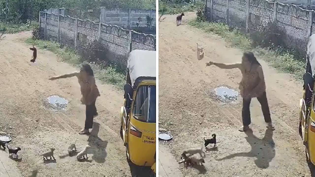 ನಾಯಿ ಮರಿಗಳನ್ನು ಅಮಾನುಷವಾಗಿ ಕೊಂದ ಮಹಿಳೆ: ಭುಗಿಲೆದ್ದ ಆಕ್ರೋಶ