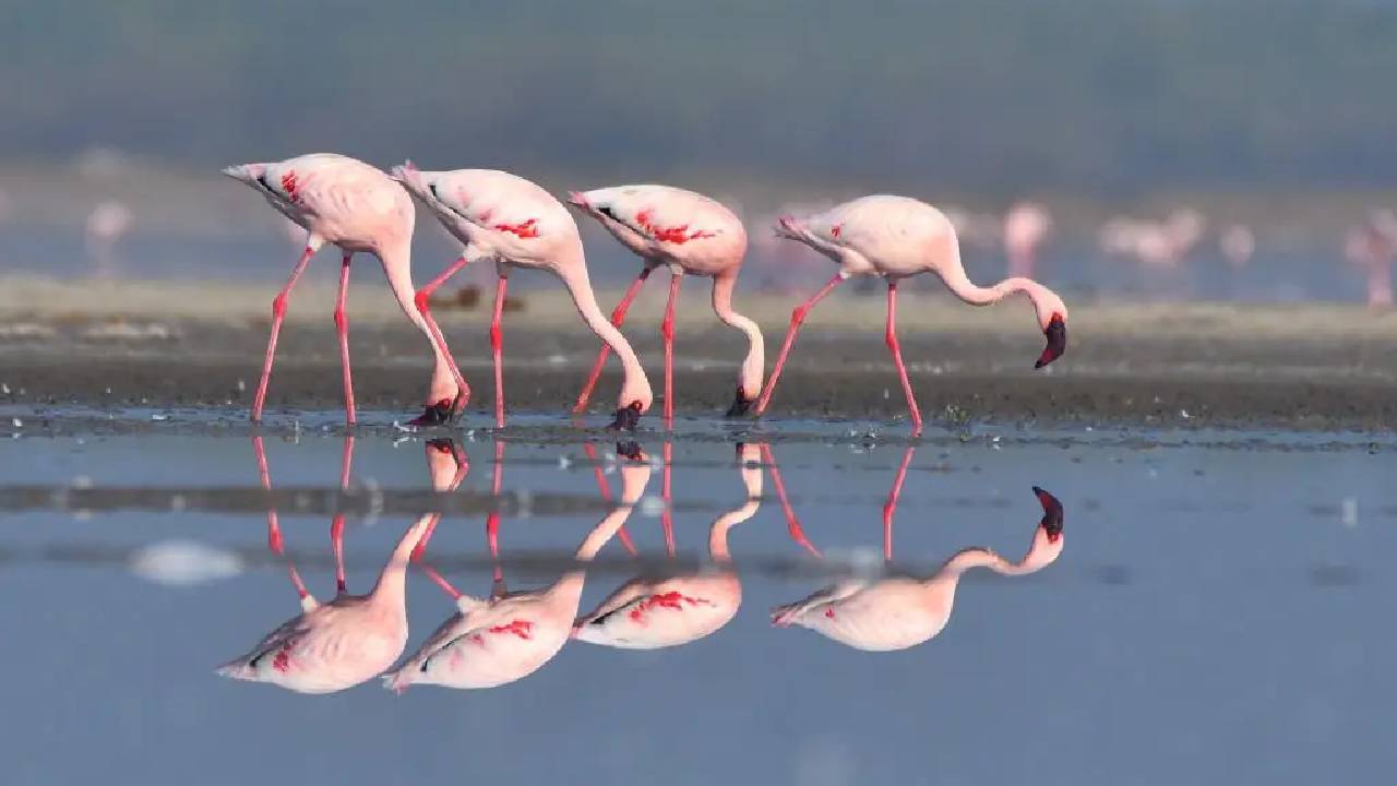 Flamingoes: ಮನಮೋಹಕ ಫ್ಲೆಮಿಂಗೊ ನೋಡಲು ಭಾರತದ ಈ ತಾಣಗಳಿಗೆ ಭೇಟಿ ನೀಡಿ - Image 1