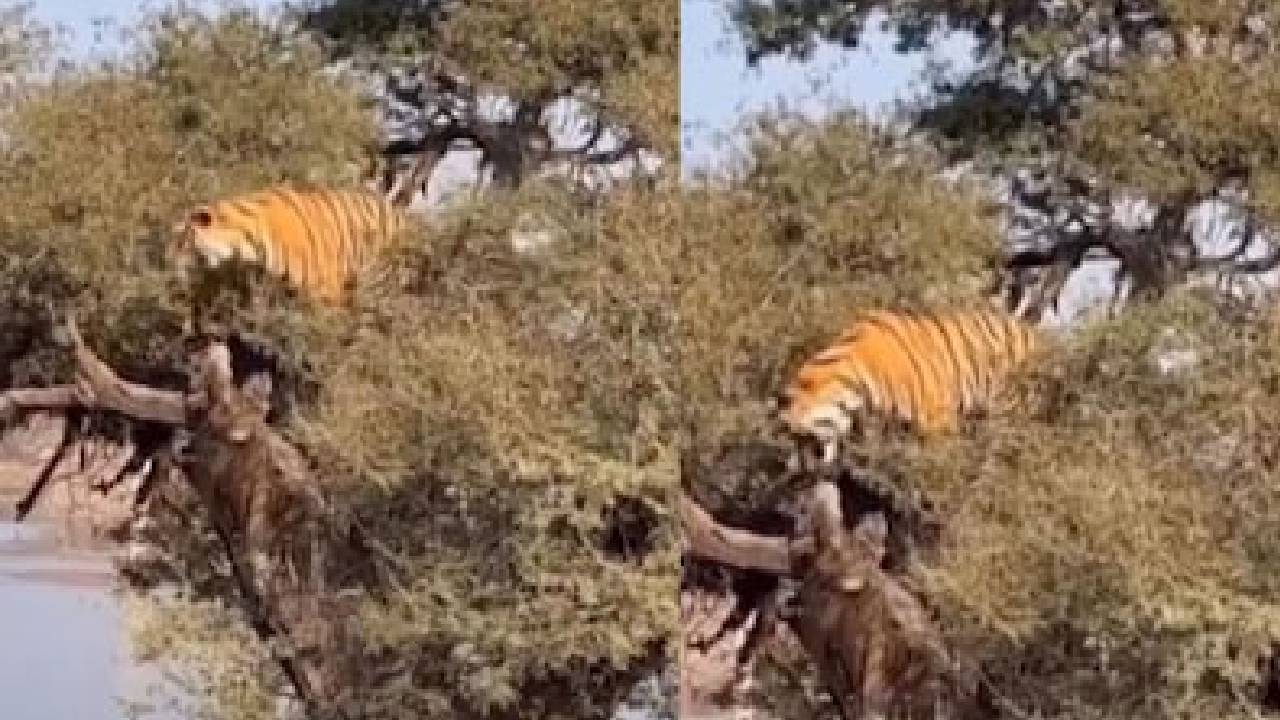 ಮರದ ಮೇಲೆ ಹಾಯಾಗಿ ಕುಳಿತ ಹುಲಿ: ಅಚ್ಚರಿಯ ವಿಡಿಯೊ ಇಲ್ಲಿದೆ