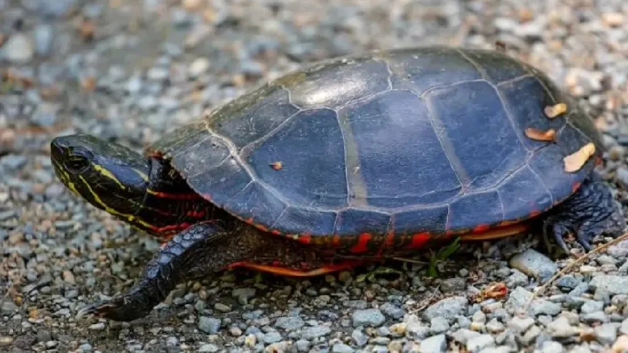 Vishweshwar Bhat Column: ಇದು ಅತಿ ಸಣ್ಣ ಆಮೆಗೂ ಪ್ರಸಿದ್ದ