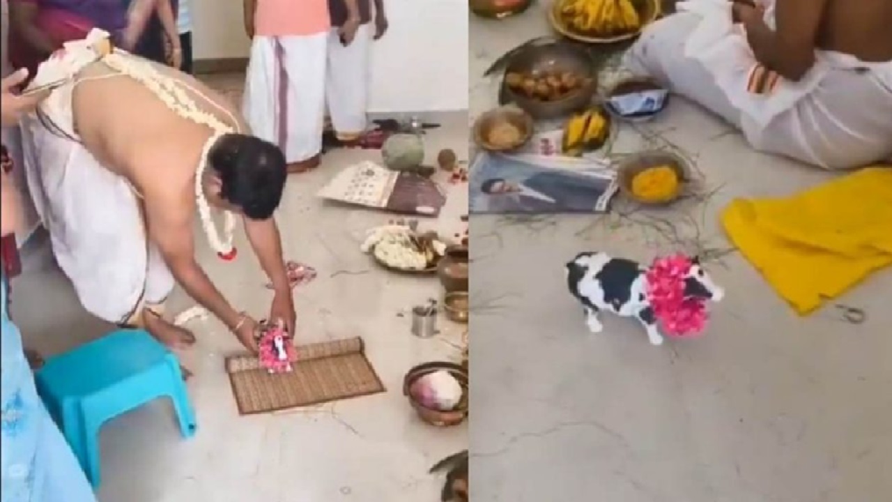ಗೃಹ ಪ್ರವೇಶ ಆಚರಣೆಯಲ್ಲಿ ಗೋಮಾತೆ ಬದಲಿಗೆ ಆಟಿಕೆ ಹಸು