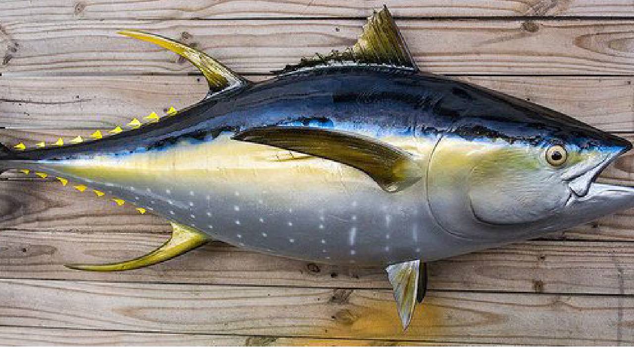 Tuna Fish: ಹೇರ್ ಫಾಲ್ ಹೆಚ್ಚಾಗ್ತಿದ್ಯಾ? ದೃಷ್ಟಿ ದೋಷ ಇದ್ಯಾ? ಮೂಳೆ ಸವೆಯುತ್ತಿದೆಯೇ? ಹಾಗಿದ್ರೆ ಈ ಮೀನು ತಿನ್ನಿ - Image 2