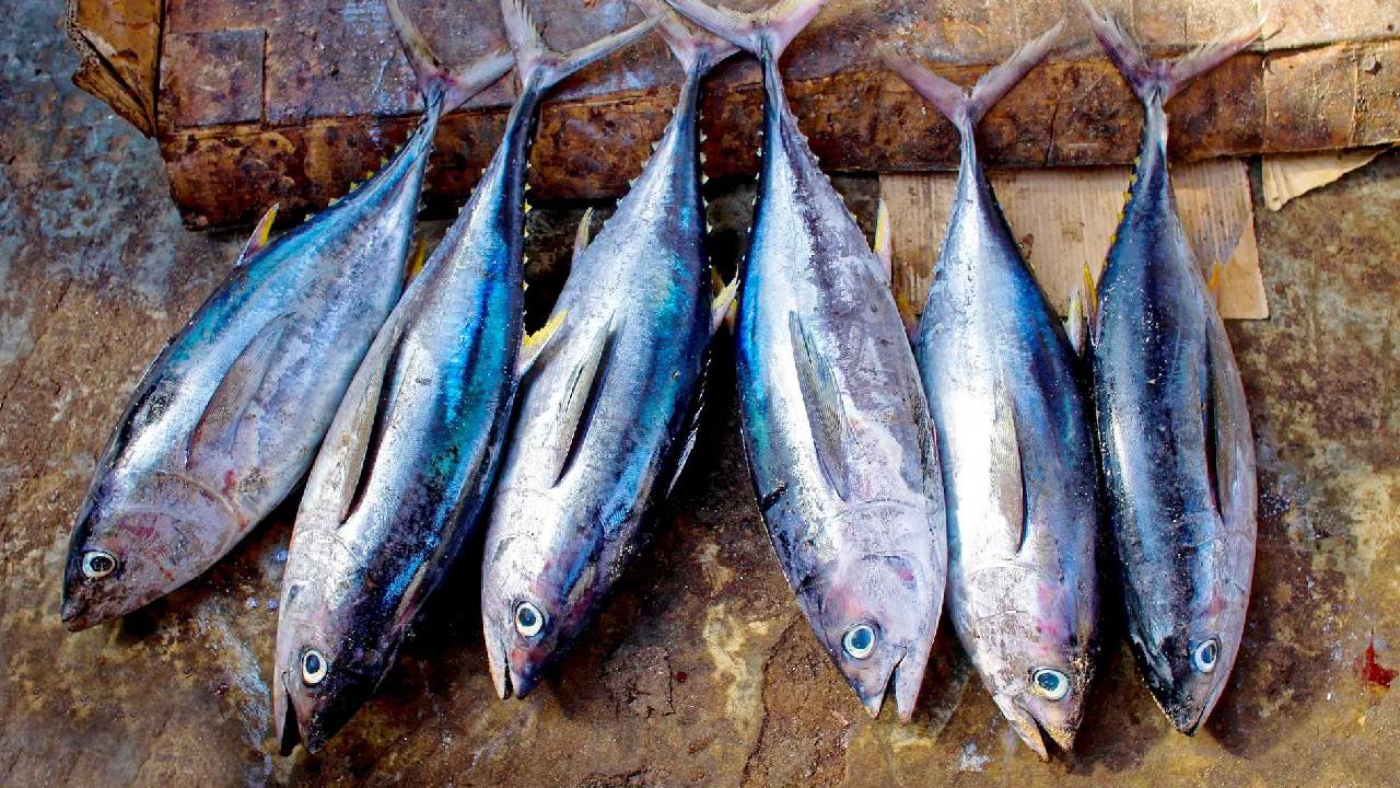 Tuna Fish: ಹೇರ್ ಫಾಲ್ ಹೆಚ್ಚಾಗ್ತಿದ್ಯಾ? ದೃಷ್ಟಿ ದೋಷ ಇದ್ಯಾ? ಮೂಳೆ ಸವೆಯುತ್ತಿದೆಯೇ? ಹಾಗಿದ್ರೆ ಈ ಮೀನು ತಿನ್ನಿ - Image 3