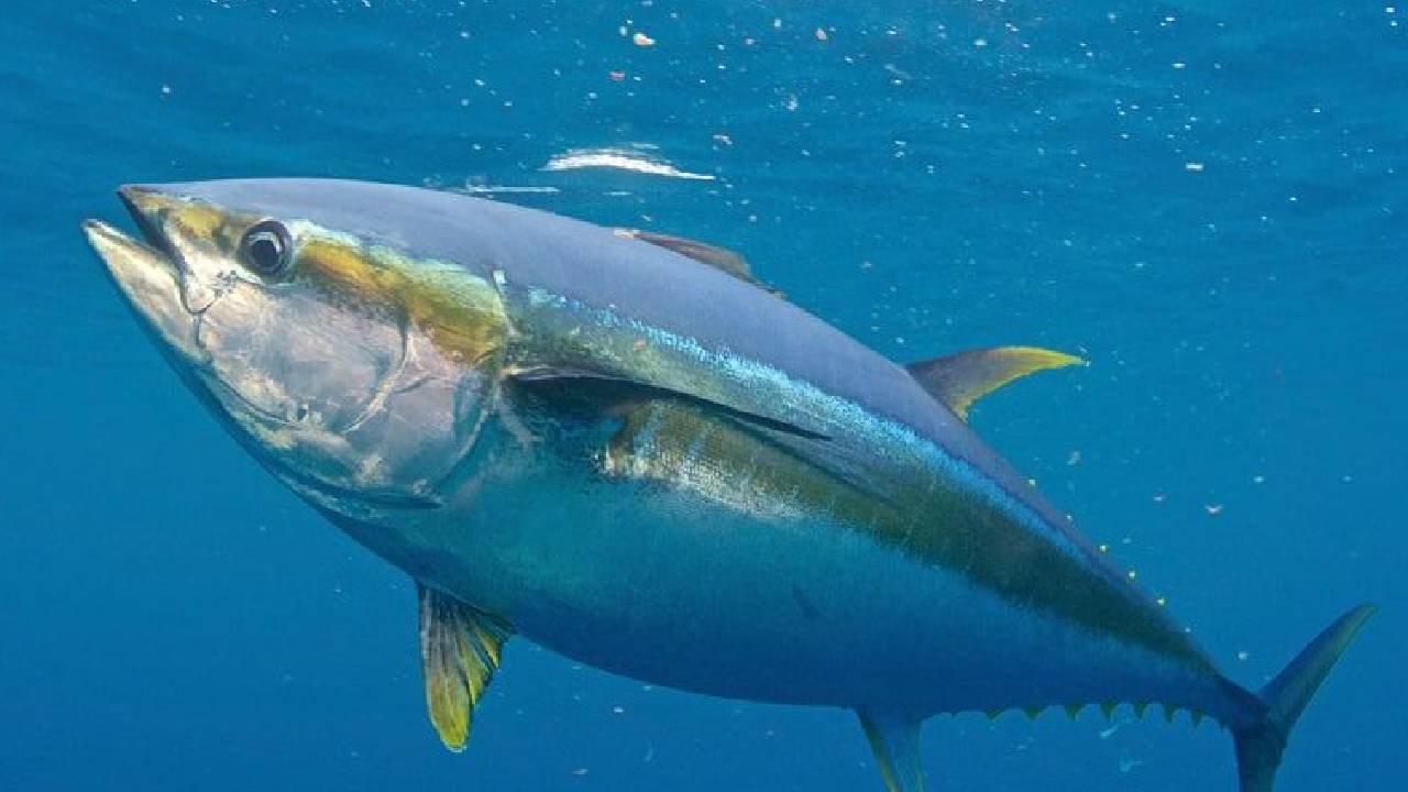 Tuna Fish: ಹೇರ್ ಫಾಲ್ ಹೆಚ್ಚಾಗ್ತಿದ್ಯಾ? ದೃಷ್ಟಿ ದೋಷ ಇದ್ಯಾ? ಮೂಳೆ ಸವೆಯುತ್ತಿದೆಯೇ? ಹಾಗಿದ್ರೆ ಈ ಮೀನು ತಿನ್ನಿ - Image 9