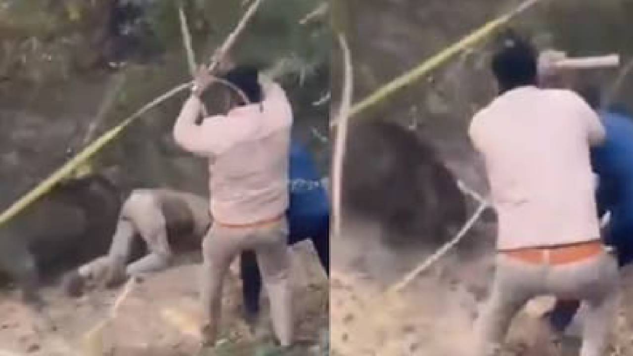 ಭಯಾನಕ ವಿಡಿಯೋ: ಅರಣ್ಯಾಧಿಕಾರಿ ಮೇಲೆ ಕಾಡುಹಂದಿ ಭೀಕರ ದಾಳಿ!