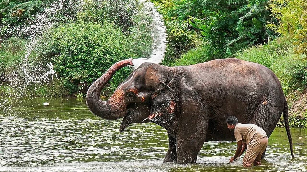 ಸುಪ್ರೀಂ ಕೋರ್ಟ್ ಆದೇಶದಂತೆ ಹೆಣ್ಣಾನೆ ಮಾಧುರಿಯ ಸ್ಥಳಾಂತರ; ವನತಾರಾ