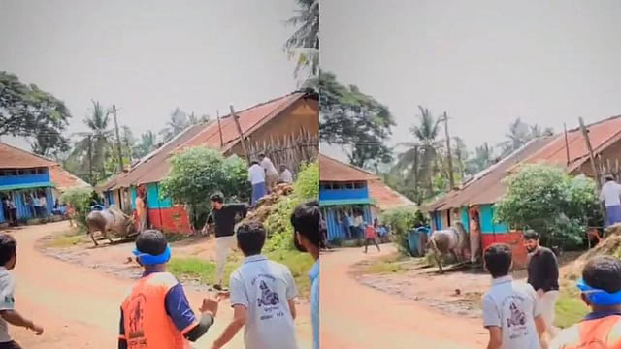 ಹೋರಿ ಬೆದರಿಸುವ ಸ್ಪರ್ಧೆ; ಮಾಜಿ ಶಾಸಕನಿಗೆ ತಿವಿದ ಹೋರಿ