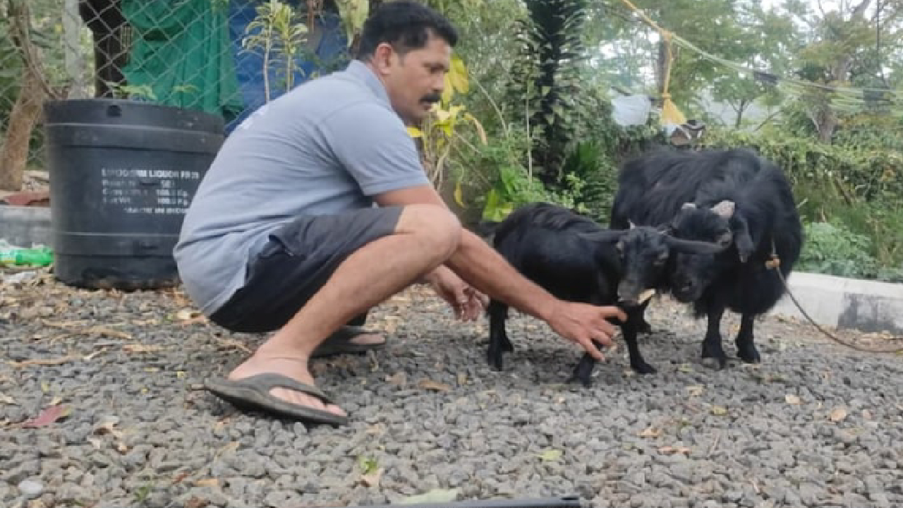 ಕೇರಳದ ಕರುಂಬಿಗೆ ಒಲಿದ ವಿಶ್ವದ ಅತ್ಯಂತ ಕುಬ್ಜ ಮೇಕೆ ಪಟ್ಟ