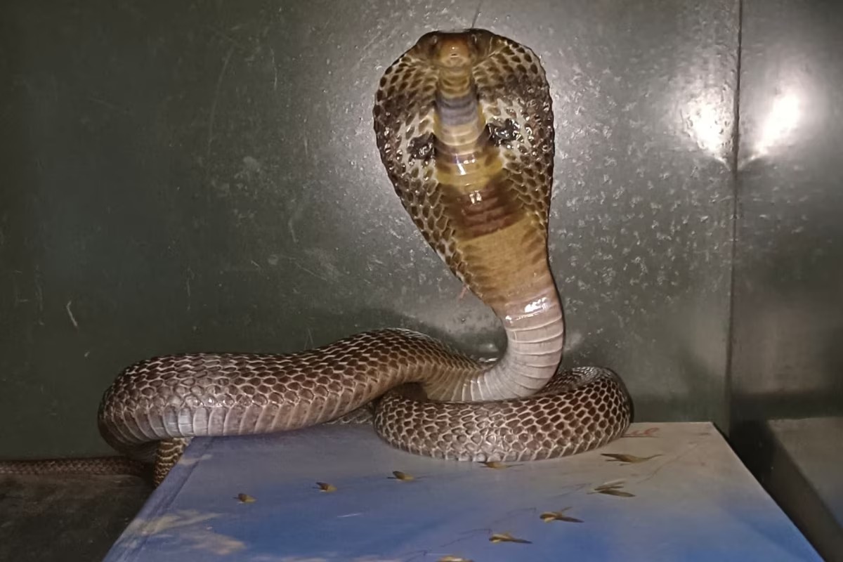 ಮಹಿಳೆಯ ಜೀವ ತೆಗೆದ ದಿಂಬು; ಏನಿದು ವೈರಲ್ ಸ್ಟೋರಿ!