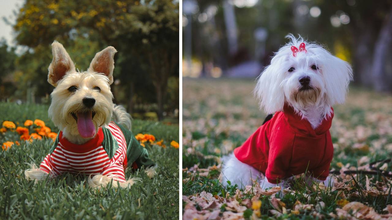 Winter Fashion 2025: ಶ್ವಾನಕ್ಕೂ ಬಂತು ಬಗೆಬಗೆಯ ವಿಂಟರ್ವೇರ್ಸ್ - Image 1