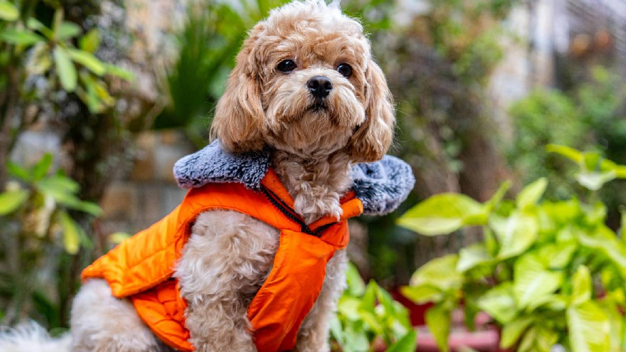 Winter Fashion 2025: ಶ್ವಾನಕ್ಕೂ ಬಂತು ಬಗೆಬಗೆಯ ವಿಂಟರ್ವೇರ್ಸ್ - Image 3