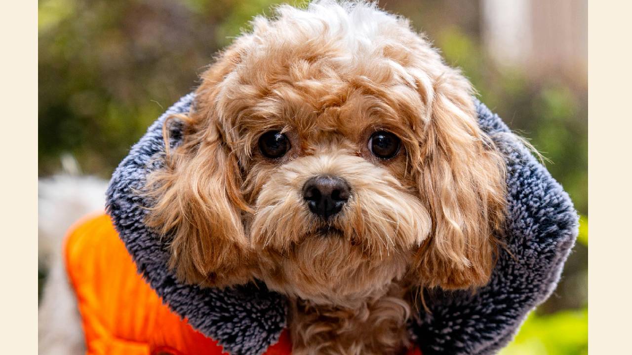 Winter Fashion 2025: ಶ್ವಾನಕ್ಕೂ ಬಂತು ಬಗೆಬಗೆಯ ವಿಂಟರ್ವೇರ್ಸ್ - Image 5