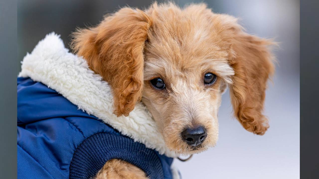 Winter Fashion 2025: ಶ್ವಾನಕ್ಕೂ ಬಂತು ಬಗೆಬಗೆಯ ವಿಂಟರ್ವೇರ್ಸ್ - Image 2