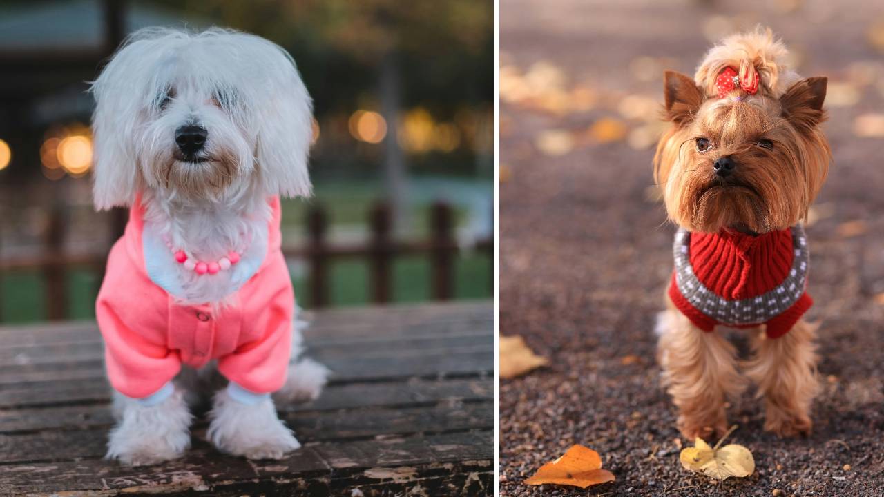 Winter Fashion 2025: ಶ್ವಾನಕ್ಕೂ ಬಂತು ಬಗೆಬಗೆಯ ವಿಂಟರ್ವೇರ್ಸ್ - Image 4