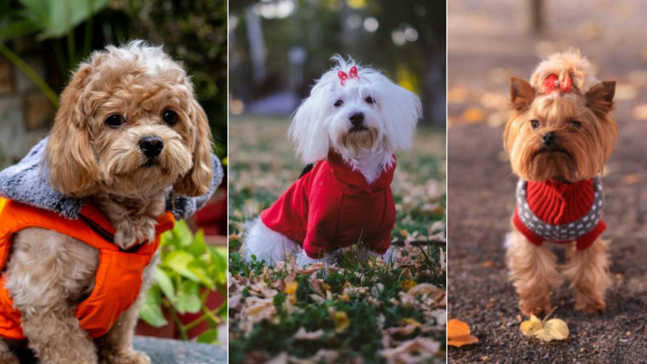 Winter Fashion 2025: ಶ್ವಾನಕ್ಕೂ ಬಂತು ಬಗೆಬಗೆಯ ವಿಂಟರ್ವೇರ್ಸ್