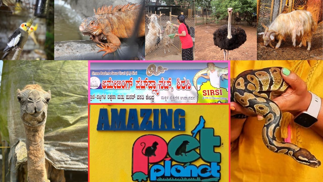 Amazing Pet Planet: ಅಮೇಜಿಂಗ್ ಪೆಟ್ ಪ್ಲಾನೆಟ್; ಶಿರಸಿಯಲ್ಲಿದೆ ಒಂದು ಪುಟ್ಟ ಪ್ರಾಣಿ ಸಾಮ್ರಾಜ್ಯ!