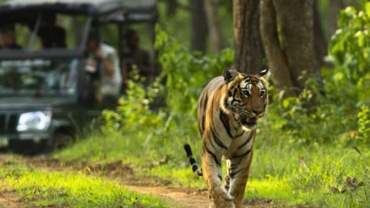 ಸಫಾರಿಗೆ ಮತ್ತೆ ಅನುಮತಿ; ಪರಿಶೀಲನೆಗೆ ತಾಂತ್ರಿಕ ಸಮಿತಿ ರಚಿಸಲು ಸಿಎಂ ಸೂಚನೆ