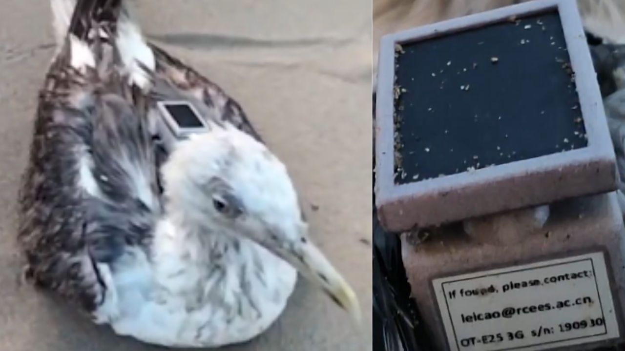 ವಲಸೆ ಬಂದ ಸೀಗಲ್ ಹಕ್ಕಿಯಲ್ಲಿ ಚೀನಾದ ಜಿಪಿಎಸ್ ಟ್ರ್ಯಾಕರ್ ಪತ್ತೆ!